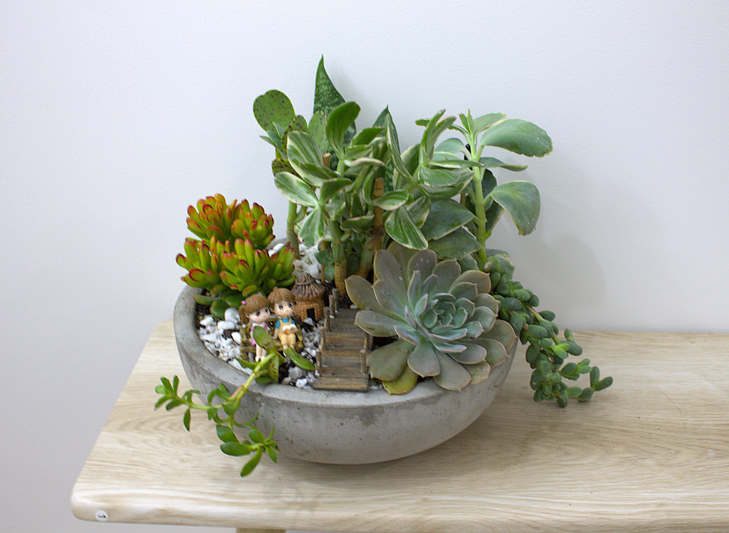 Succulent pot- Same day delivery Perth only
