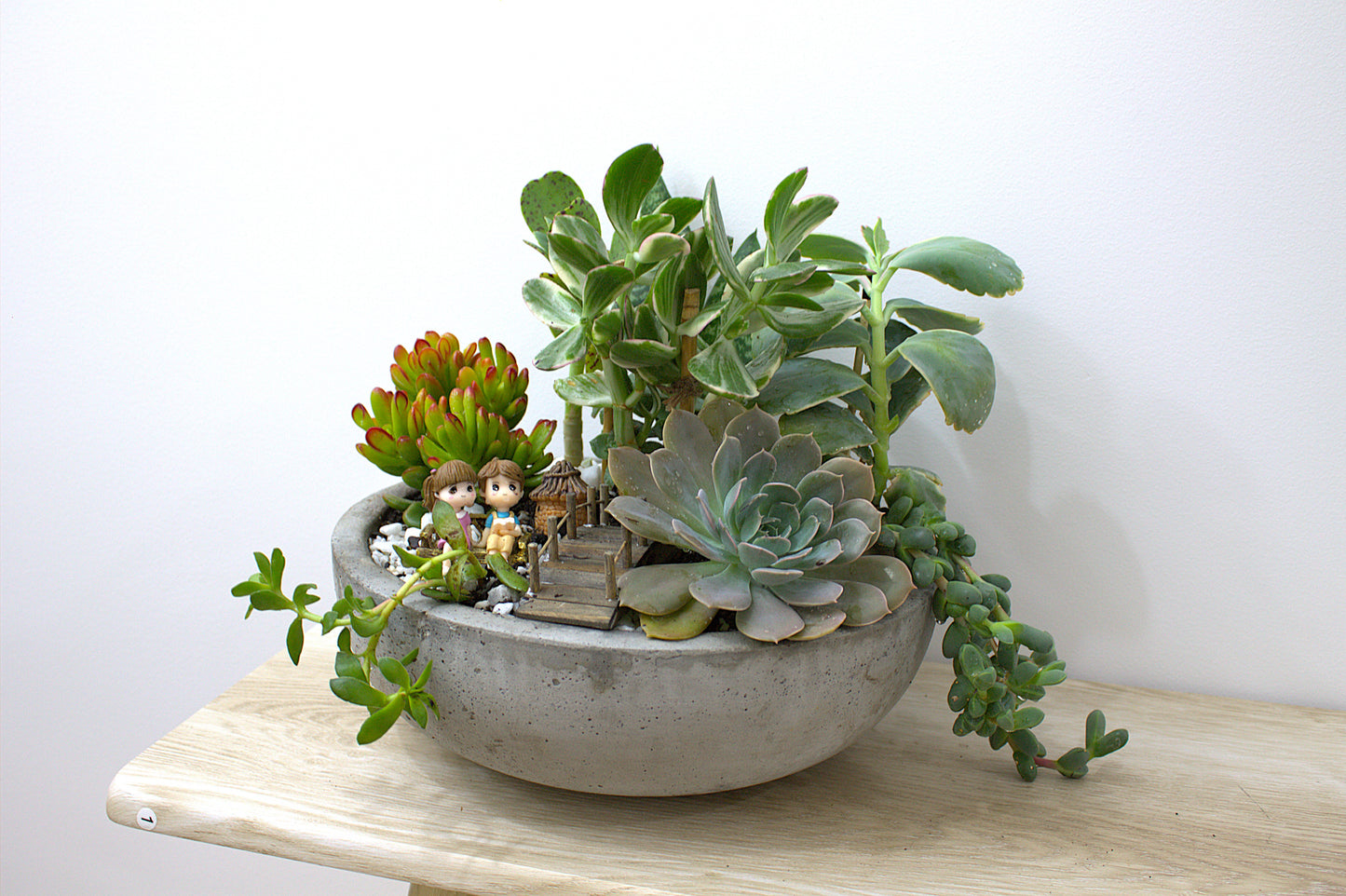 Succulent pot- Same day delivery Perth only