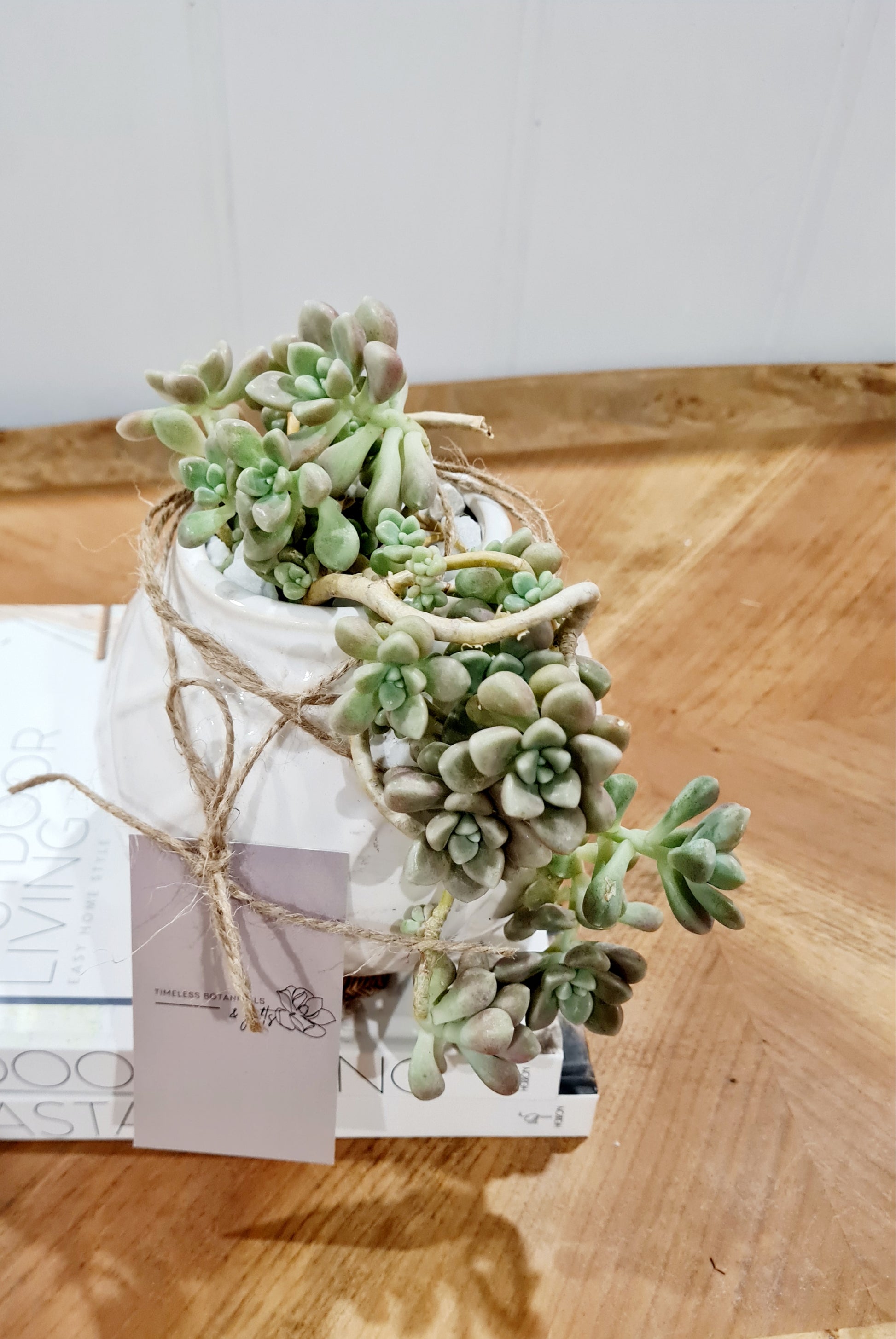 Succulents  plants for gifts - Perth delivery 