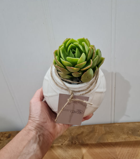 Beautiful  succulent house plants gift wrapped  with  same  day delivery Perth suburbs. 