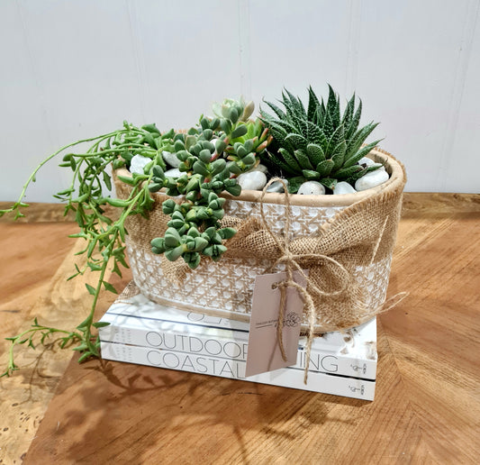 Succulent pots, gift wrapped and  same day delivery Perth suburbs 