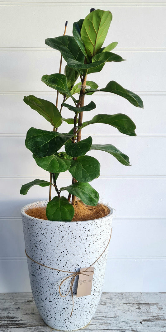 Fiddle leaf house plant. House plants delivered same day- Perth suburbs Monday to Saturday- Home  decor plants 
