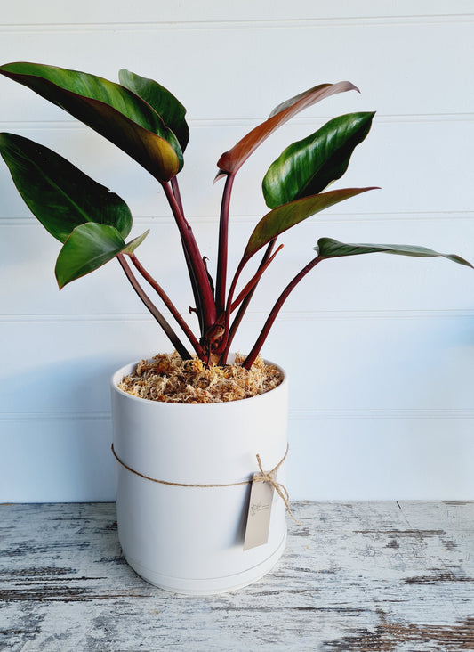 Easy care  Princess Dracaena house  plant 🌿 potted in  a stylish white ceramic pot. Same day delivery Perth. 