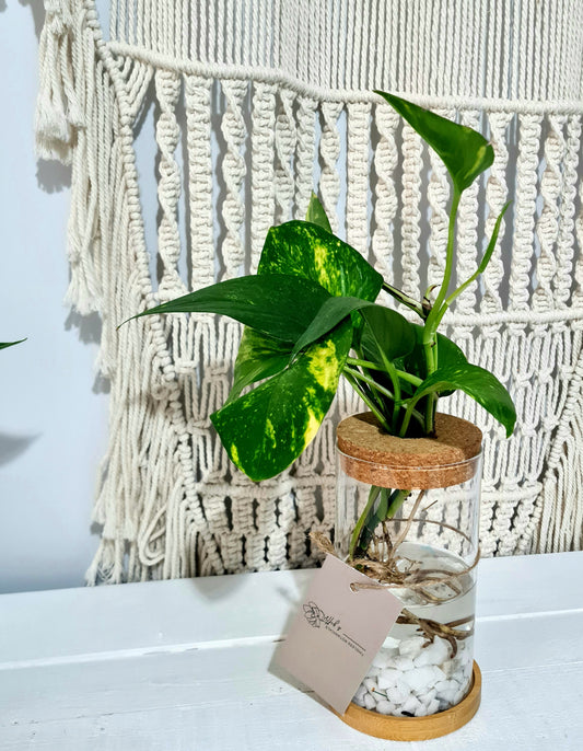 Pothos plant propagated in clear vase with cork top and bamboo base. Ecco friendly and makes a bright and cheerful gift idea. Same day delivery Perth WA