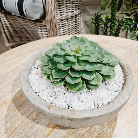 Mexican Snow Ball (Echeveria) (Pick up only or same day delivery Perth)