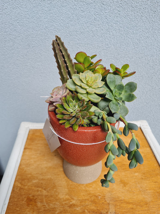 Succulent tall Pot