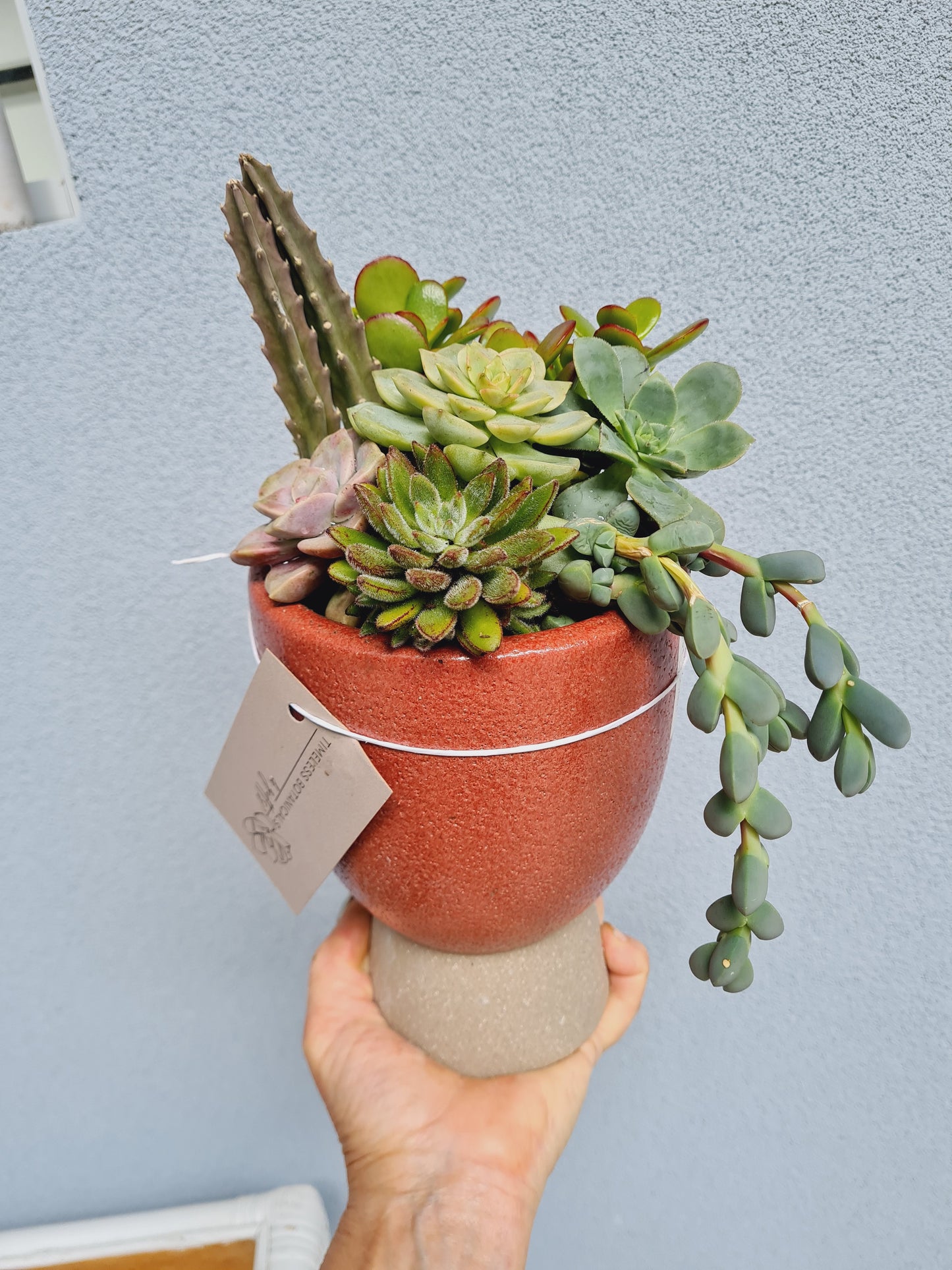 Succulent tall Pot