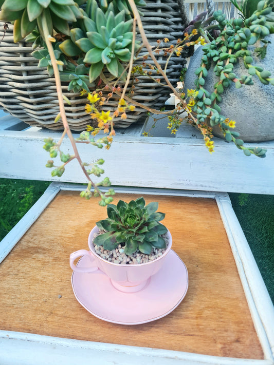 Hens and Chicks tea cup