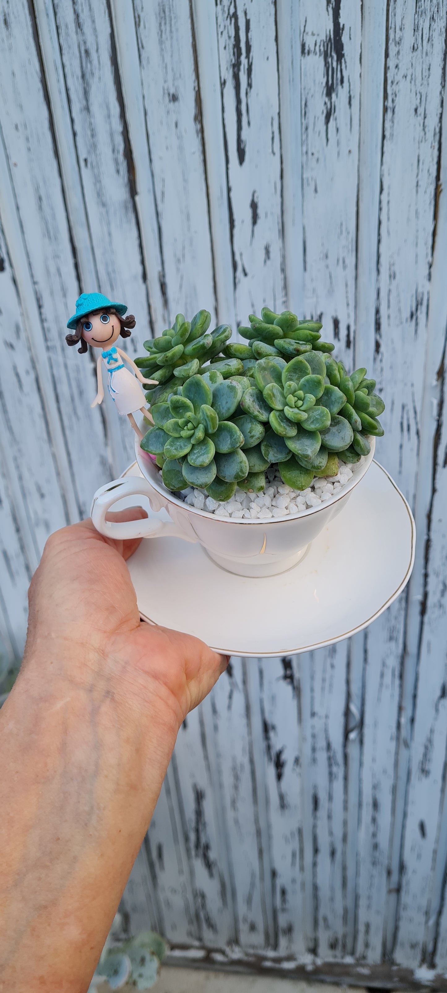 Bonny Succulent tea cup