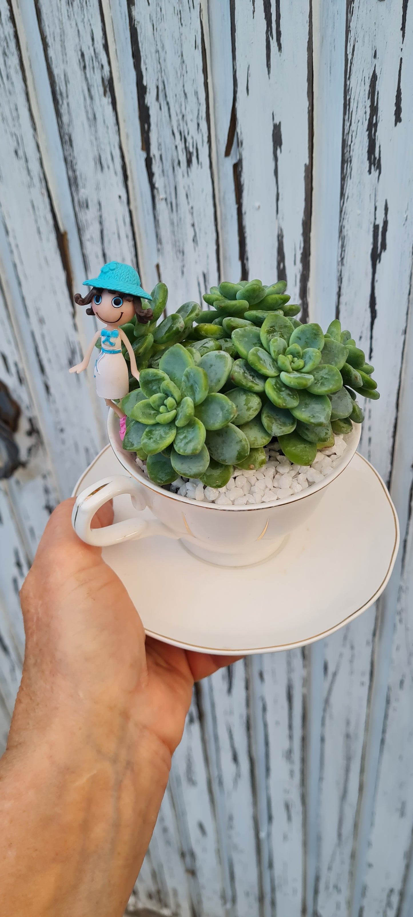 Bonny Succulent tea cup