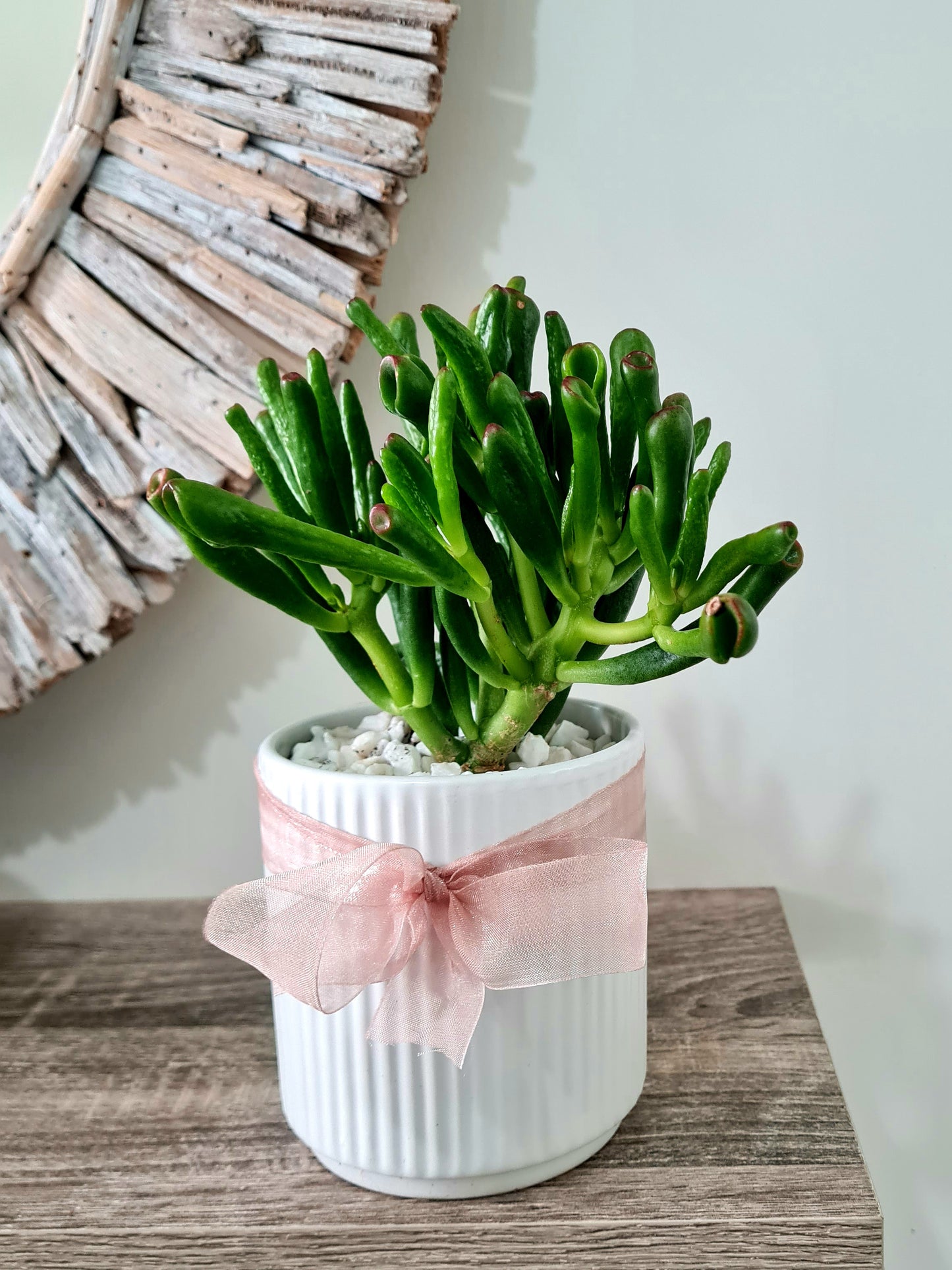 Gollum Jade Plant