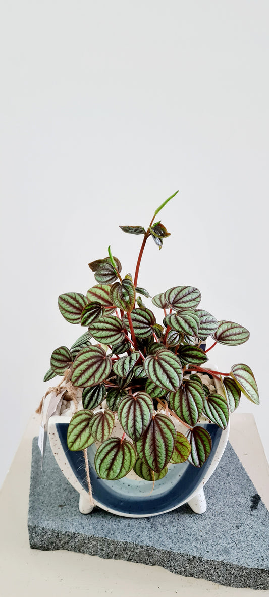 Peperomia Bambino