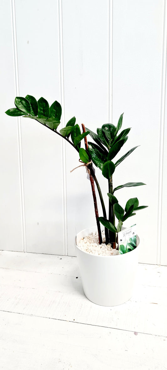 ZZ plant Baby
