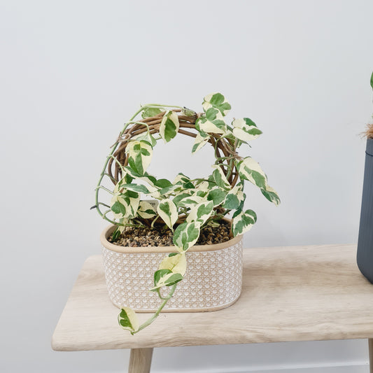 Pothos Marble Queen