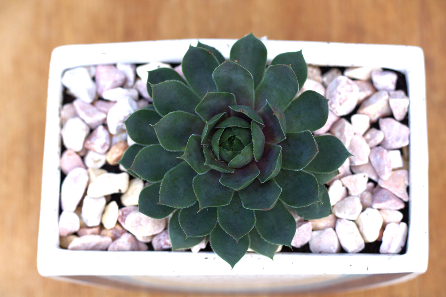 Hens and Chicks