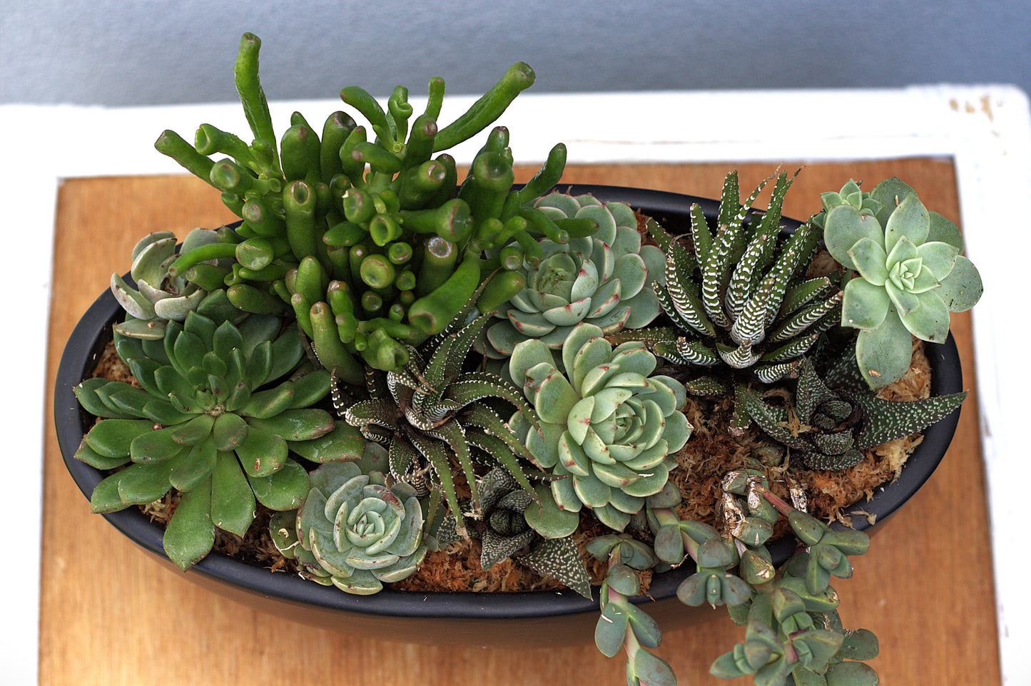 Succulent Bowl