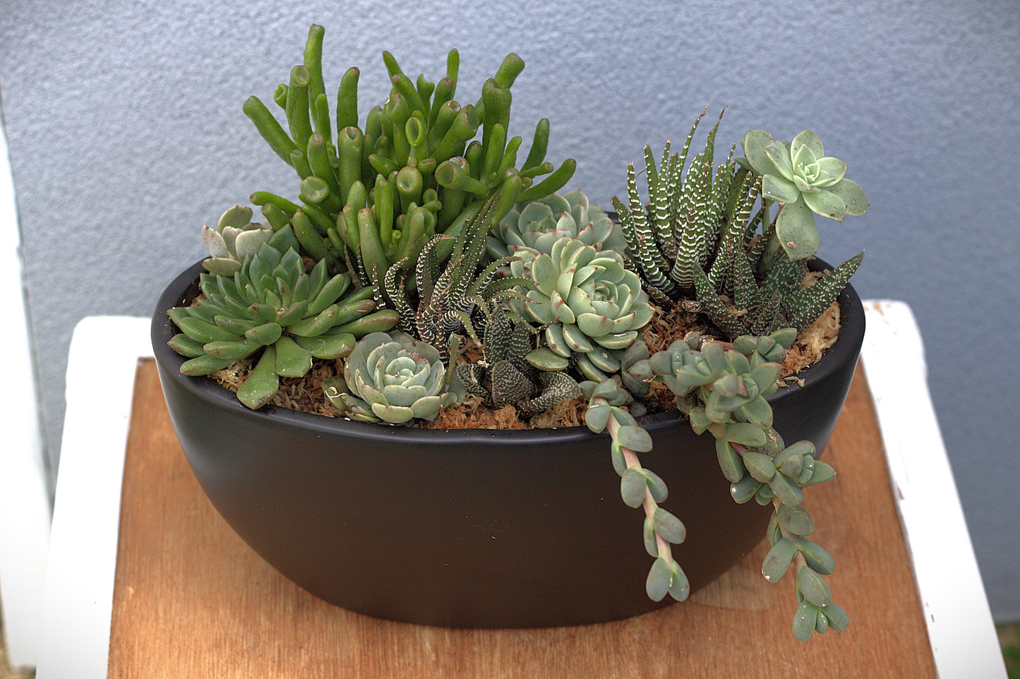 Succulent Bowl