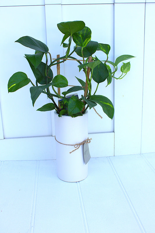 Tall Pothos