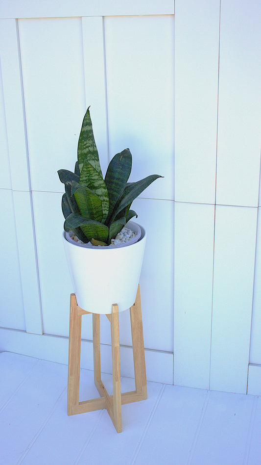 Sansevieria