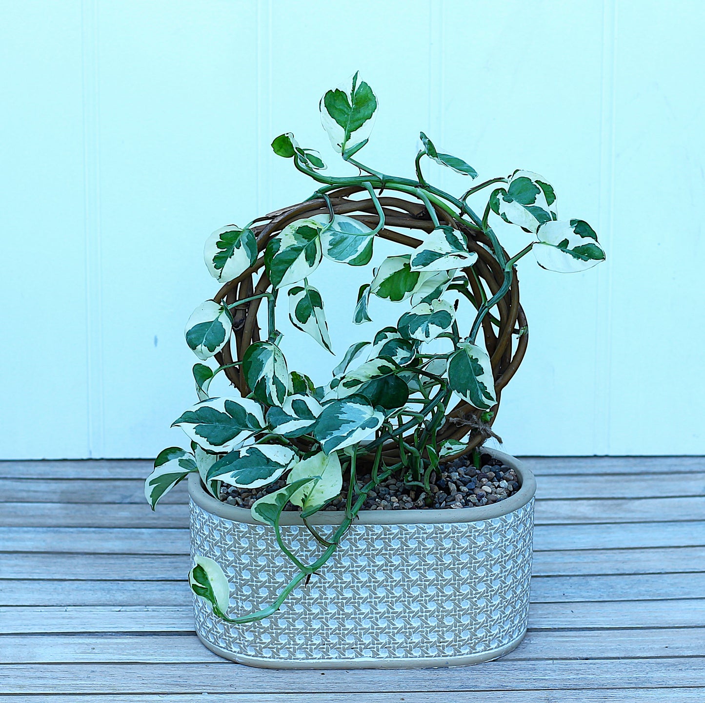 Pothos Marble Queen